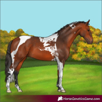 Horse Color:Bay Tobiano 