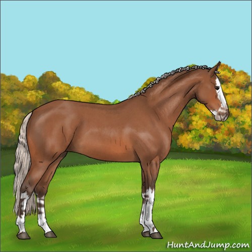 Horse Color:Silver Bay Roan Splash 