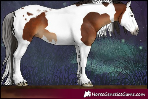 Horse Color:Gray Bay Splash Tobiano 