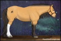 Horse Color:Buckskin 