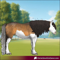 Horse Color:Buckskin Splash 