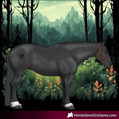Horse Color:Black 