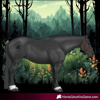 Horse Color:Black 