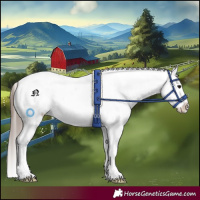 Horse Color:Black Appaloosa Rabicano 