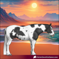 Horse Color:Black Splash Tobiano Frame 
