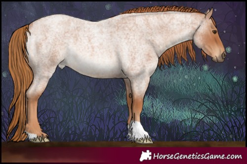 Horse Color:Red Roan Rabicano 