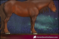Horse Color:Gray Chestnut 