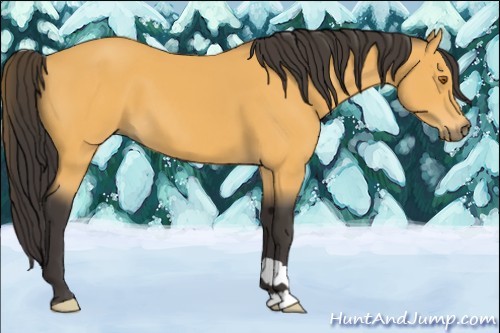 Horse Color:Buckskin 