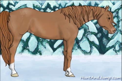 Horse Color:Chestnut Appaloosa 