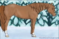 Horse Color:Chestnut Appaloosa