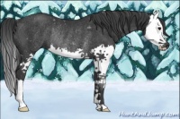 Horse Color:Black Splash Rabicano 