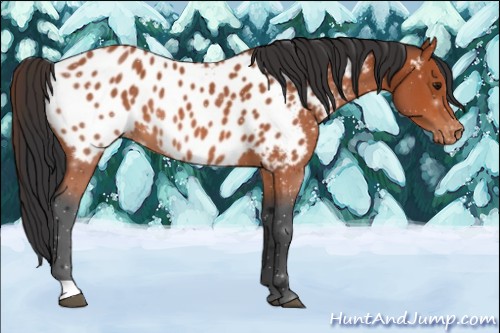 Horse Color:Bay Roan Near Leopard 