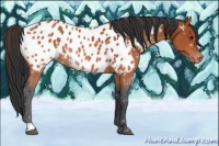 Horse Color:Bay Roan Near Leopard