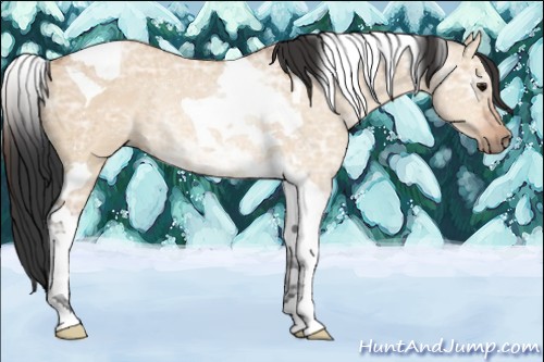 Horse Color:Bay Ice Dun Tobiano Rabicano 