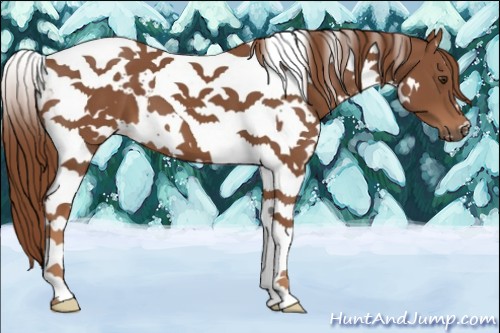Horse Color:White Spotted Chestnut Tobiano 