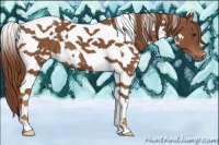 Horse Color:White Spotted Chestnut Tobiano