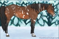 Horse Color:White Spotted Bay 