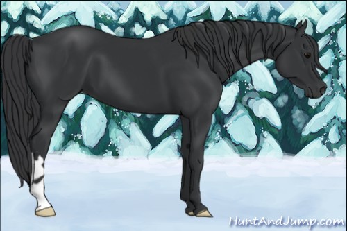 Horse Color:Black 