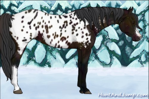 Horse Color:Midnight Brown Appaloosa 
