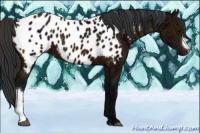 Horse Color:Midnight Brown Appaloosa 
