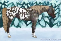 Horse Color:Midnight Chestnut Ice Appaloosa 