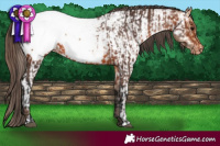 Horse Color:Bay Appaloosa  and Amber Champagne Appaloosa 