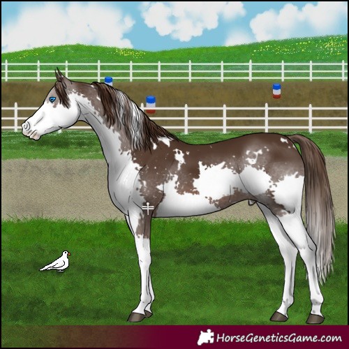 Horse Color:White Spotted Liver Chestnut Splash 