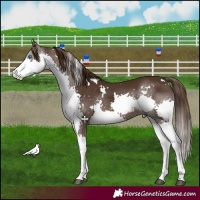 Horse Color:White Spotted Liver Chestnut Splash 
