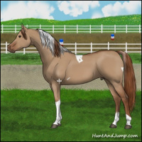 Horse Color:Red Dun Tobiano