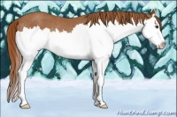 Horse Color:Chestnut Sabino Splash Rabicano 