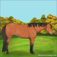 Horse Color:Bay 