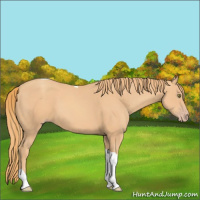 Horse Color:Gold Champagne Tobiano