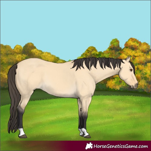 Horse Color:Buckskin Dun 