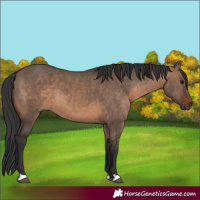 Horse Color:Brown Dun 