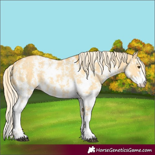 Horse Color:Palomino Dun Sabino 