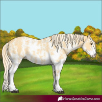 Horse Color:Palomino Dun Sabino 