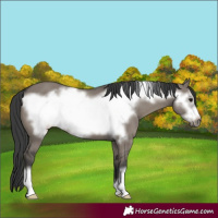 Horse Color:Grullo Frame