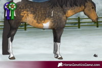 Horse Color:Buckskin Tobiano 