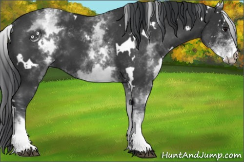 Horse Color:White Spotted Black