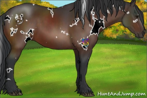Horse Color:White Spotted Brown