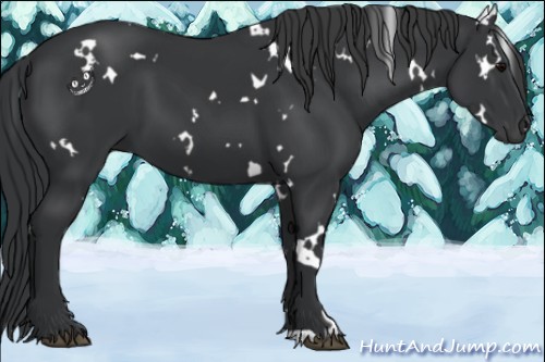 Horse Color:White Spotted Black