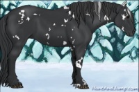 Horse Color:White Spotted Black 