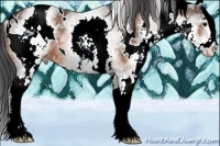 Horse Color:White Spotted Bay 