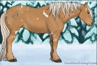 Horse Color:White Spotted Palomino 