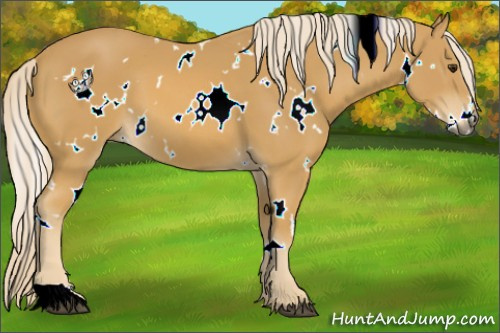 Horse Color:White Spotted Palomino 