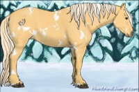 Horse Color:White Spotted Palomino 