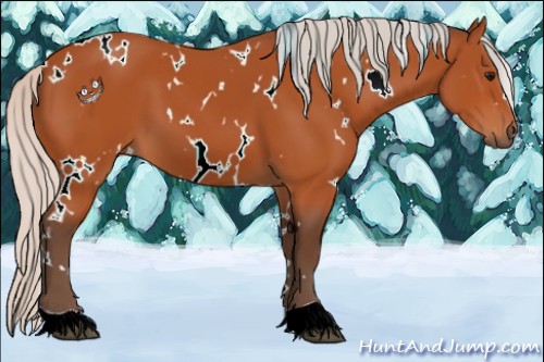 Horse Color:White Spotted Silver Bay 