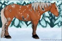 Horse Color:White Spotted Silver Bay 