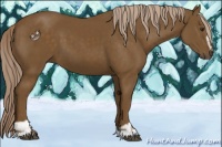 Horse Color:Chocolate Palomino Sabino 