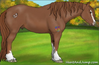 Horse Color:Chestnut Sabino 